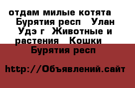 отдам милые котята. - Бурятия респ., Улан-Удэ г. Животные и растения » Кошки   . Бурятия респ.